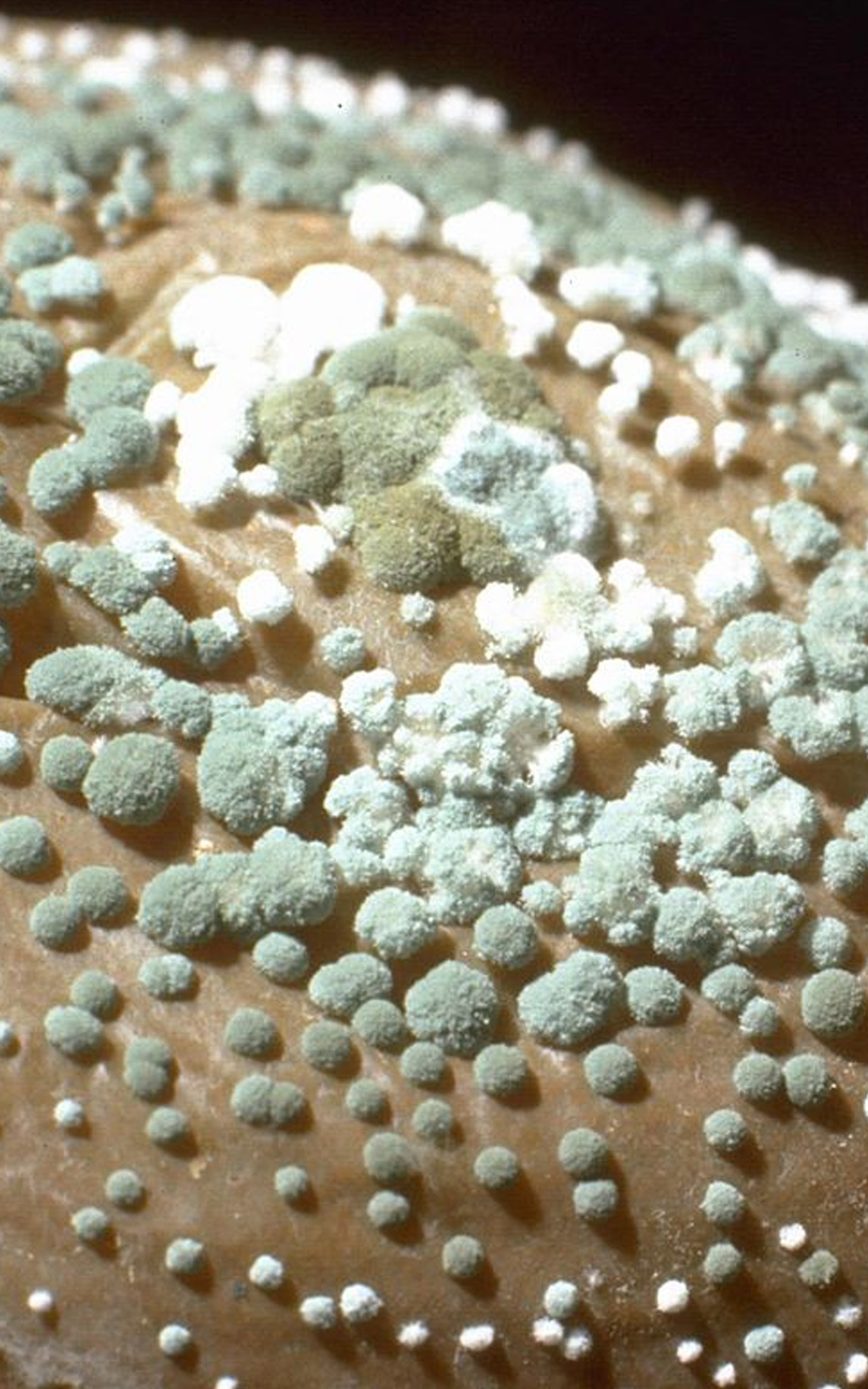 ERMI Testing for Mold - What is it and do you need it?